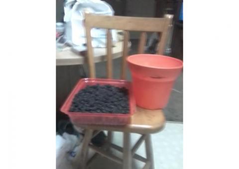 Fresh blackberrys