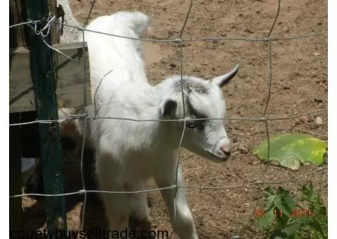 Young Pigmy Billy Goats